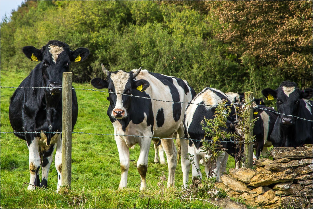 Hackness walk, Broxa Rigg Hackness walk, Broxa Rigg