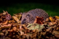 Hedgehog in the garden