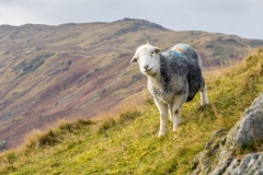 Hallin Fell herdwick