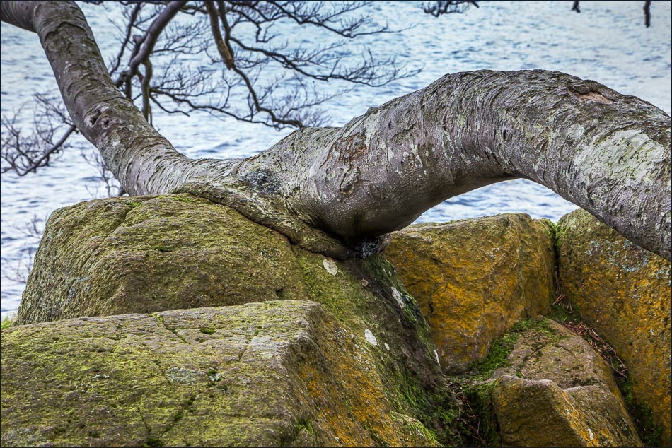 Kailpot Crag gnarled tree