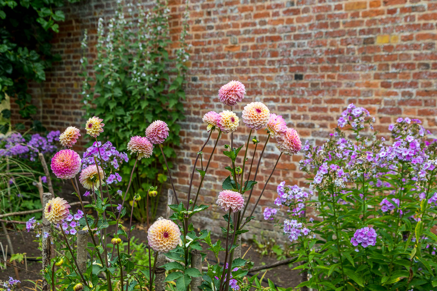 Hampton Gardens