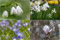 Spring flowers