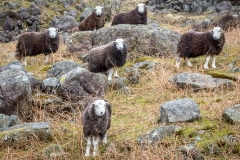 Herdwicks