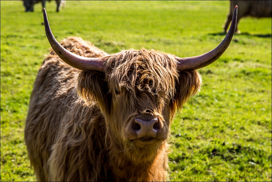 Highland cattle Harwood dale