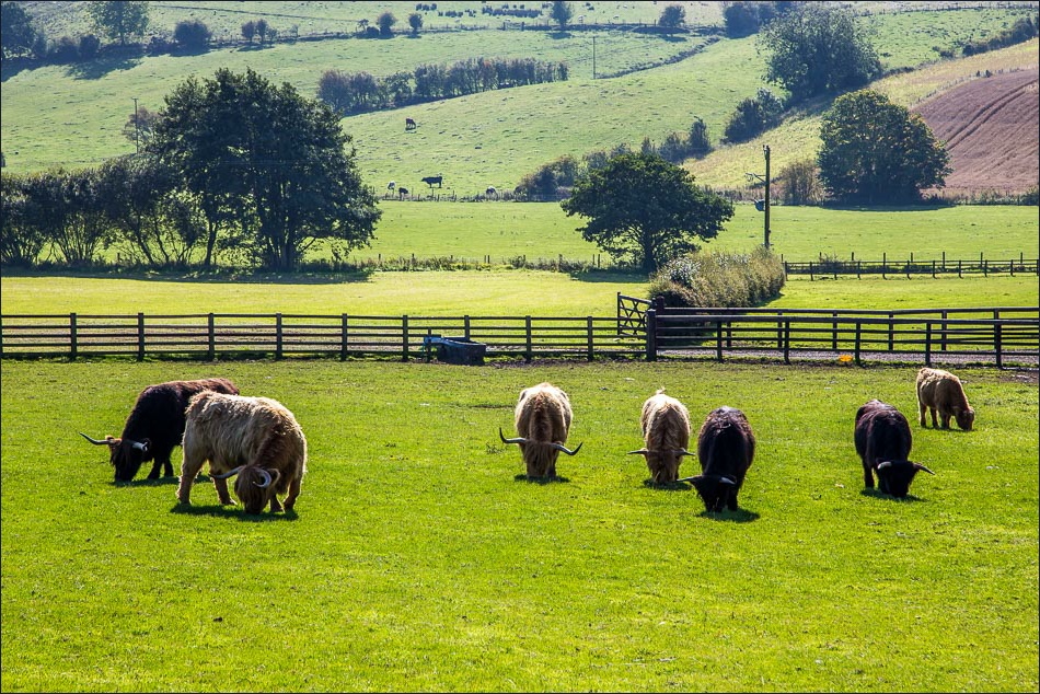 Highland cattle at Hardwick Farm