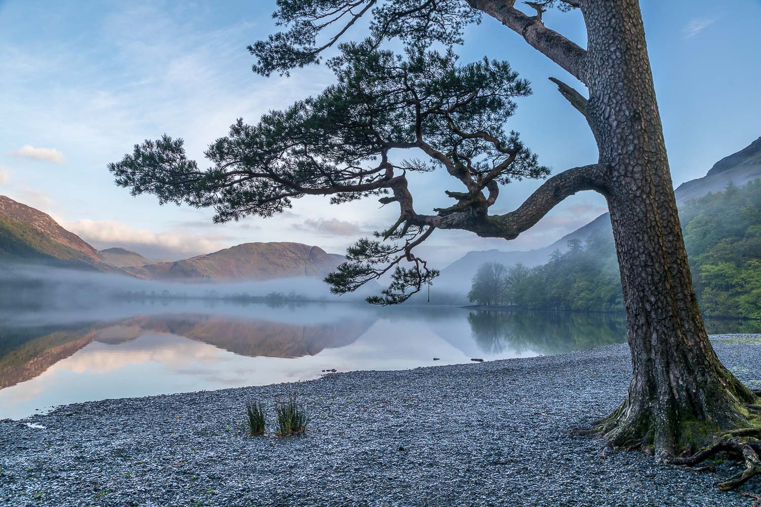 Hassness, pine tree, Buttermere