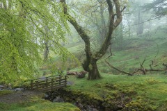 Hassness, Hassnesshow Beck