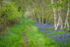 North Cliffe Wood