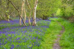 North Cliffe Wood