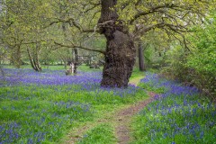North Cliffe Wood