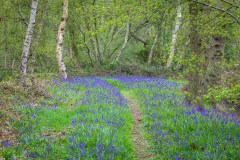 North Cliffe Wood