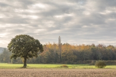 Haxey walk