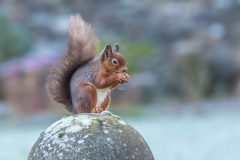 Red squirrel