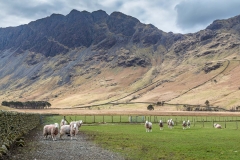 Haystacks from Gatesgarth Farm