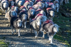 Herwicks