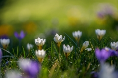 crocus