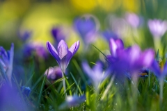 crocus