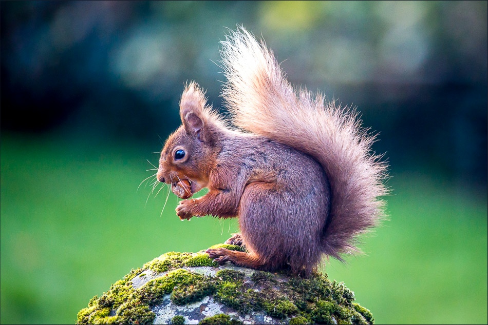 Red squirrel with nut, lake district