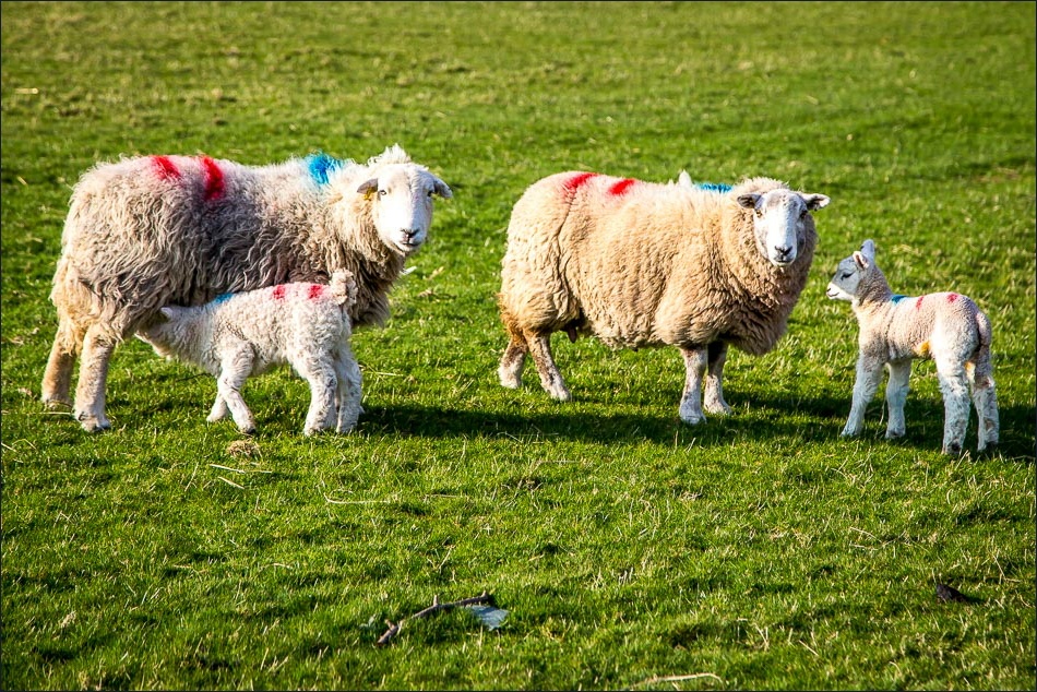 Herdwick lambs, Buttermer