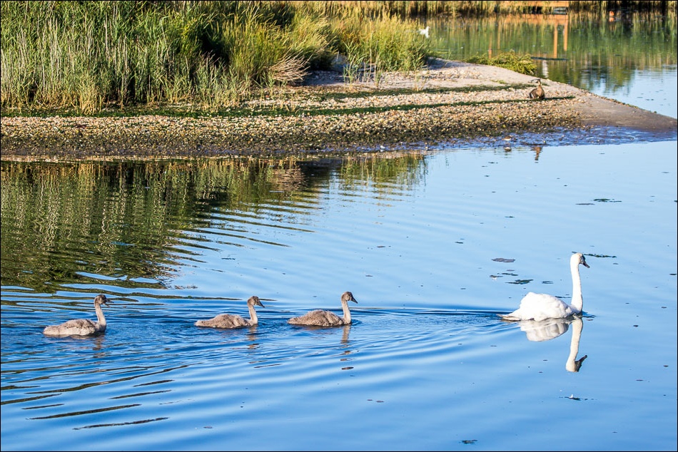 Christchurch Harbour swans