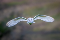 Barn owl