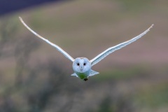 Barn owl
