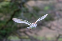 Barn owl