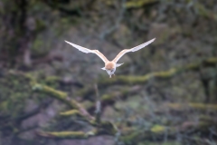 Barn owl