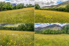 Meadow