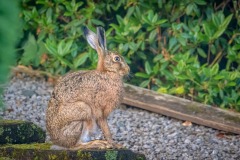 Hare