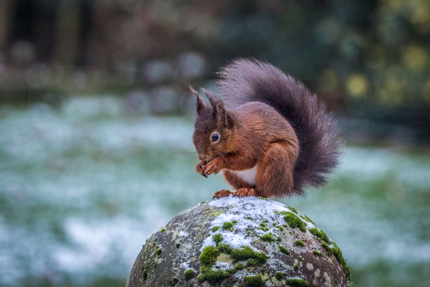 red squirrel