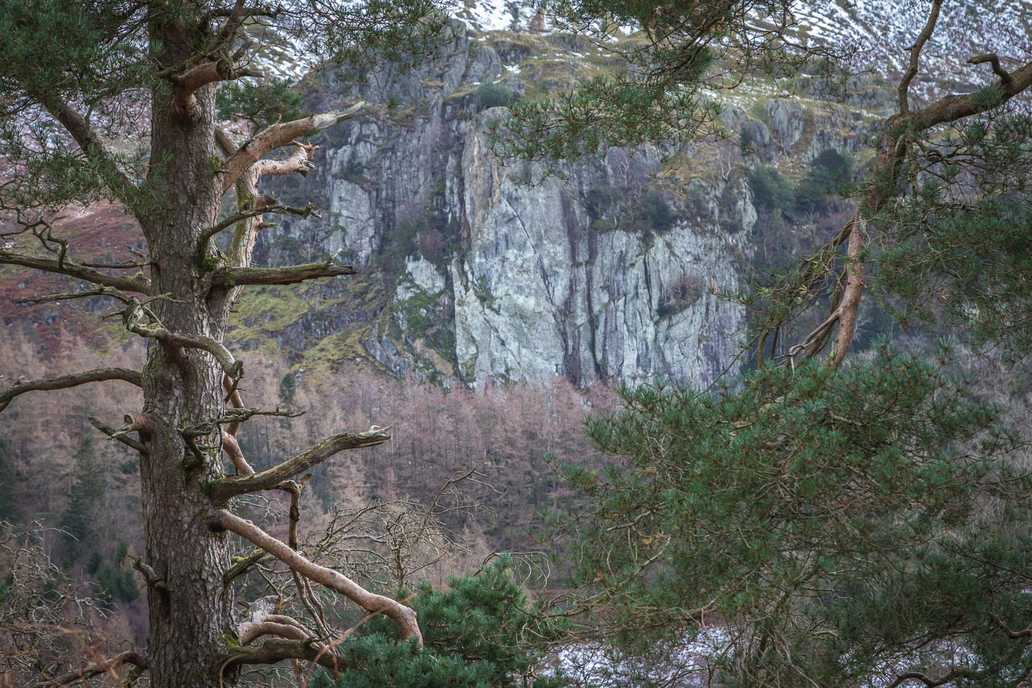 High Rigg, Castle Rock, pine