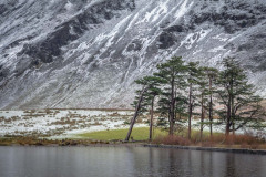 Crummock Water, Mellbreak, pine