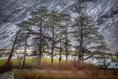 Crummock Water, Mellbreak, pine