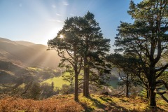 High Rigg, pine tree