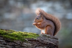 Red squirrel