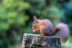 Red squirrel Lake District