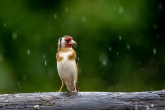 Goldfinch Lake District