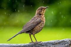 Blackbird Lake District
