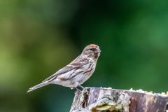 Redpoll Lake District