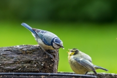 Young blue tit Lake District