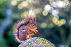 Red squirrel Lake District
