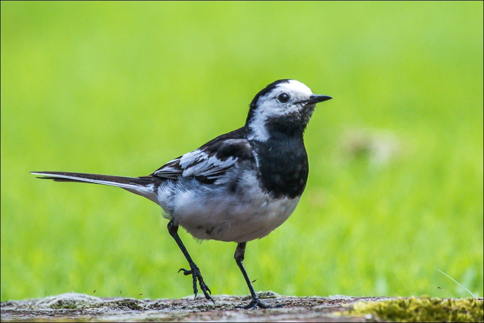 pied wagtail lake district