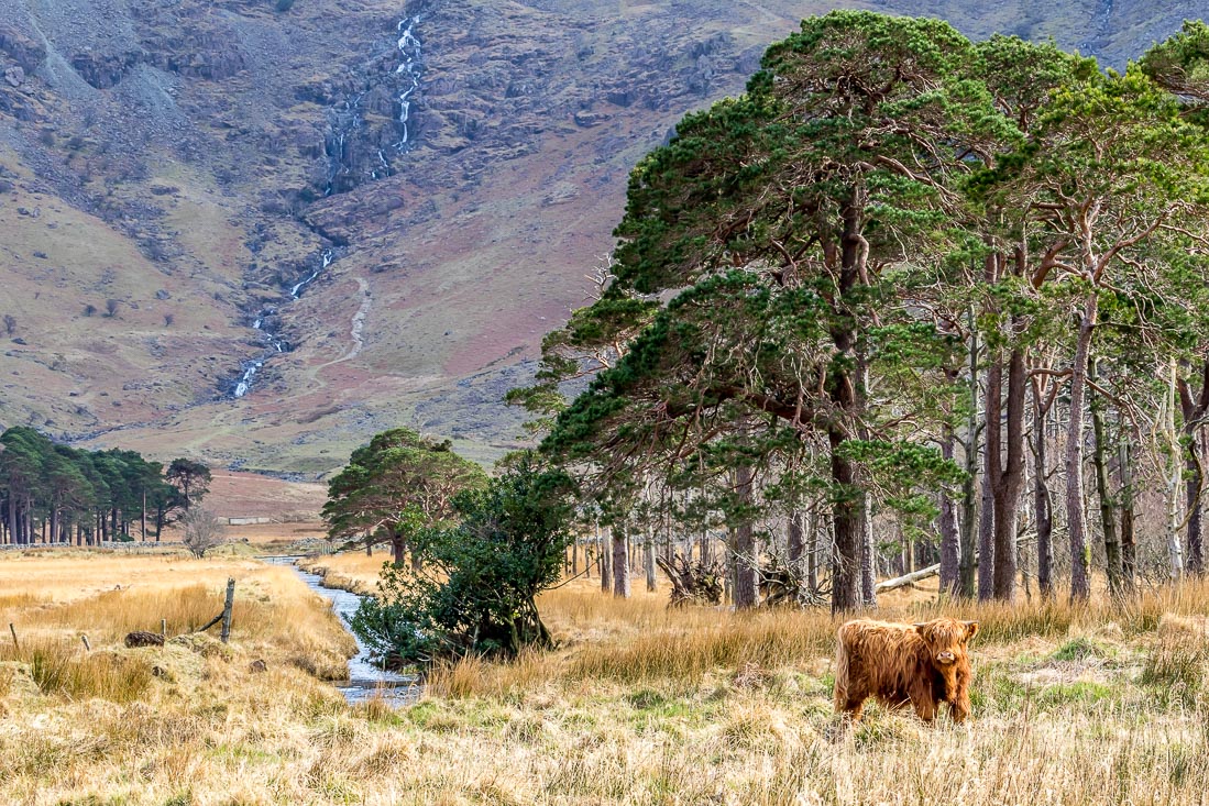 Buttermere pines