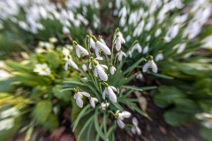 Snowdrops
