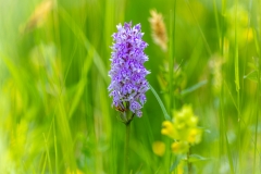 Common spotted orchid