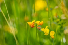 Bird's foot trefoil