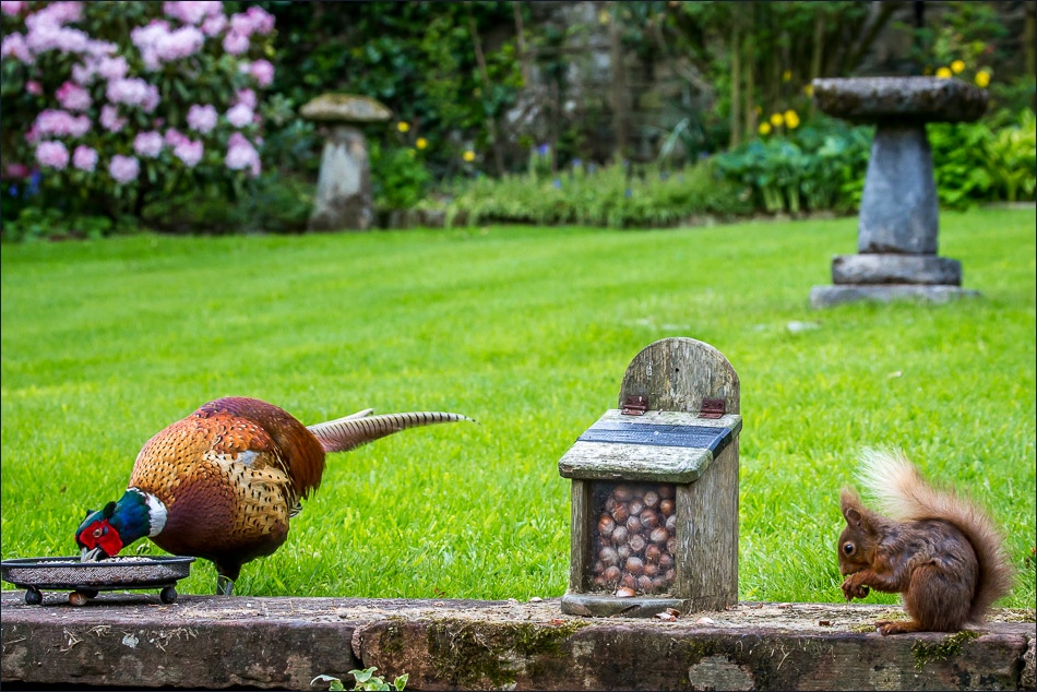 Red squirrel and pheasant