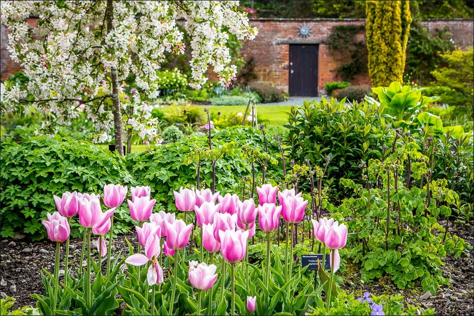 Holehird Gardens, tulips