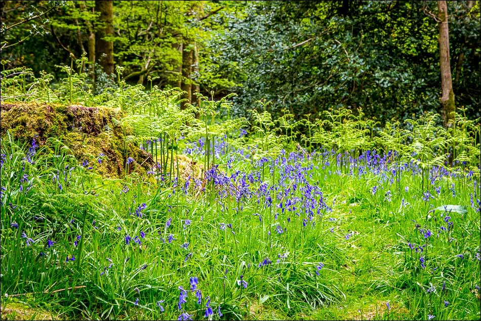Holehird Gardens Highlands Wood, bluebells
